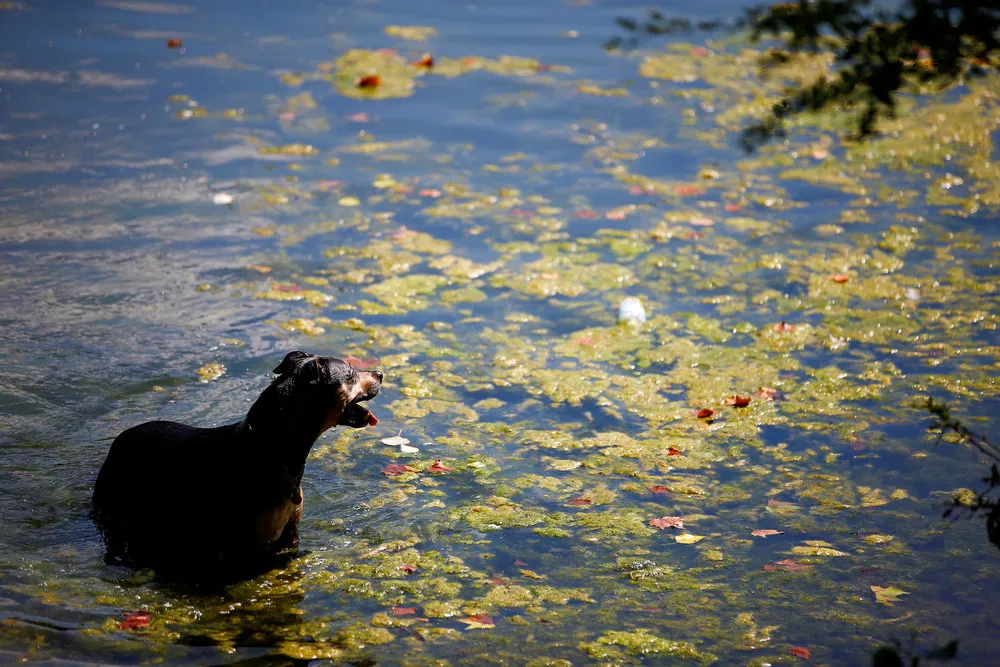 Some Photos: Animals in a Landscape