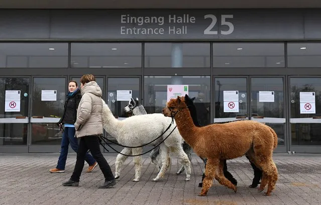 Alpacas are walked on the fairgrounds to their their booth on January 25, 2017 during the International Green Week (Grüne Woche) agricultural fair in Berlin. The Green Week fair takes place from January 20 to 29. (Photo by Ralf Hirschberger/AFP Photo/DPA)