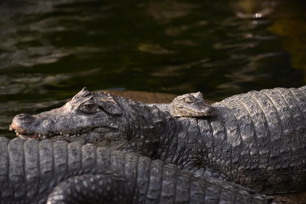 The Week in Pictures: Animals, April 24 – May 1, 2015