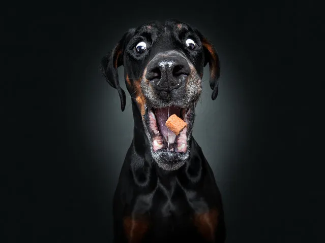 This adorable gallery reveals the astonished expressions of dozens of puppies as they try to gobble up treats flying through the air toward them. Some of the images show them successfully catching the snacks, while others show hilarious attempts from pups who haven’t quite gotten the hang of it yet. Photographer Christian Vieler, 48, has been documenting pooches, with their eyes bulging, mouths wide open and looks of love on their faces, in his studio as part of the project “Dogs Catching Treats” since 2013. The journalist turned snapper, from Waltrop, Germany, has collected the cutest in his new book, “Treat!”. Here: The peepers of this hungry doberman are as wide open as his jaws. (Photo by Christian Vieler/Caters News Agency)