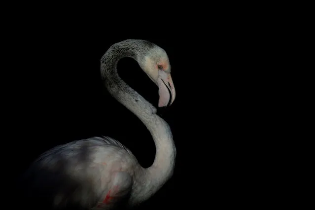A flamingo (Phoenicopterus roseus) is pictured at sunset in its enclosure at Bioparc Fuengirola in Fuengirola, near Malaga, southern Spain, February 8, 2017. (Photo by Jon Nazca/Reuters)