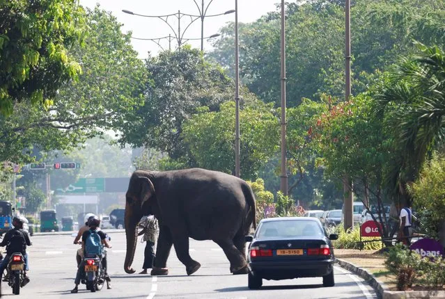 A mahout and his elephant cross a main road as they walk towards the Gangaramaya Buddhist temple ahead of the temple's annual Nawam Perahera or street parade where dozens of gaily decorated elephants are escorted by hundreds of traditional drummers and dancers during the parade, in Colombo, Sri Lanka on February 23, 2024. (Photo by Dinuka Liyanawatte/Reuters)