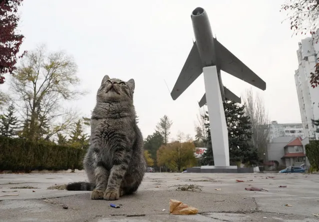A cat sits near a Soviet era MIG-19 military jet installed as a monument in Tiraspol, the capital of the breakaway region of Transnistria, a disputed territory unrecognized by the international community, in Moldova, Monday, November 1, 2021. (Photo by Dmitri Lovetsky/AP Photo)