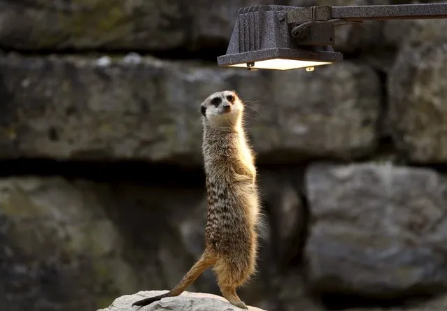 A meerkat enjoys the warmth of a heat lamp while standing in the meerkat enclosure at wildlife park “Opel Zoo” in Kronberg, Germany, March 20, 2016. (Photo by Kai Pfaffenbach/Reuters)