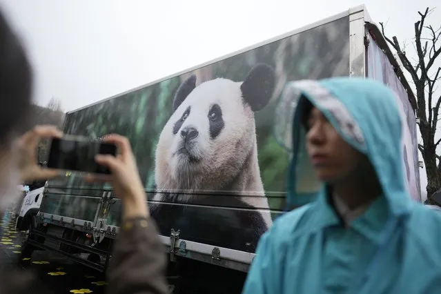 A vehicle transports Fu Bao, the first giant panda born in South Korea, away from the Everland amusement park, in Yongin, South Korea, April 3, 2024. A crowd of people, some weeping, gathered at the rain-soaked amusement park in South Korea to bid farewell to their beloved giant panda as she departed for China. (Photo by Lee Jin-man/AP Photo)