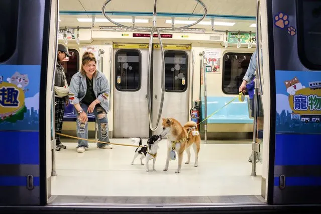 Pet dogs interact with each other while riding a pet-friendly train along the Taipei Mass Rapid Transit (MRT) in Taipei on March 31, 2024. The Taipei Metro on March 31 began operations of two pet-friendly trains along the Red Line, departing Xiangshan station and Tamsui station respectively, with eight trips throughout the day and stopping at all stations along the line as normal. (Photo by I-Hwa Cheng/AFP Photo)