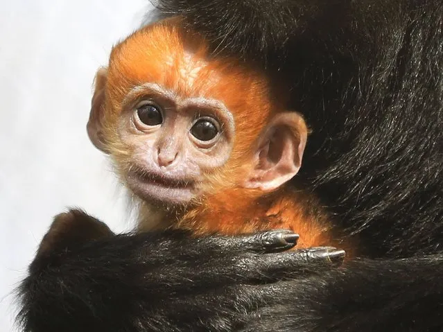 A three week old François' Langur is held by his auntie Grubb as he makes his public debut at Howletts Wild Animal Park near Canterbury, Kent, on March 17, 2014. The newborn is the first ever of its species to be born at the park and is one of the world's rarest primates. (Photo by Gareth Fuller/PA Wire)