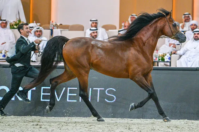 Horses compete during the 21st Dubai International Arabian Horse Championship with the participation of 205 horses from many countries in Dubai, UAE on March 24, 2024. (Photo by Waleed Zein/Anadolu via Getty Images)