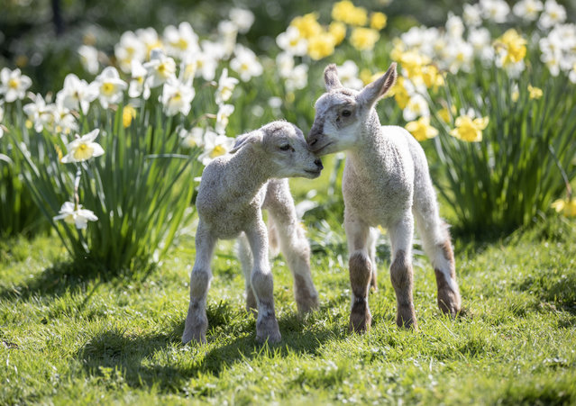 Spring lambs enjoy the sunshine at Coombes Farm, Lancing, West Sussex, United Kingdom on March 17, 2024. (Photo by Steve Reigate/The Times)