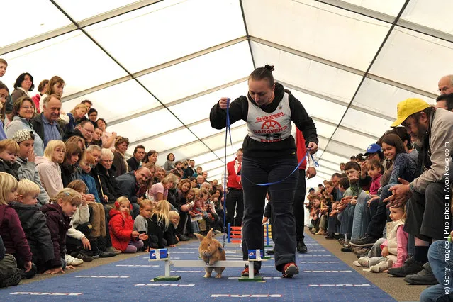 A rabbit jumps over a hurdle at an obstacle course during the first European rabbit hopping championships