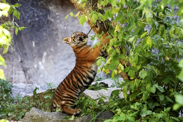 Newborn Sumatran tiger cub, born in February this year, is shown to the media during a naming ceremony at the Tierpark Zoo in Berlin, Germany, on May 14, 2024. (Photo by Liesa Johannssen/Reuters)