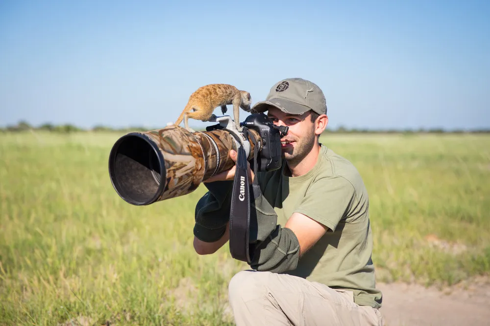 Meerkats Use Photographer as Lookout