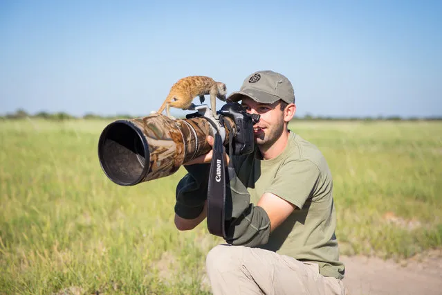 A Meerkat takes a closer look at photographer Will Burrard-Lucas on January 2014 in Makgadikgadi, Botswana. These adorable Meerkats used a photographer as a look out post before trying their hand at taking pictures. The beautiful images were caught by wildlife photographer Will Burrard-Lucas after he spent six days with the quirky new families in the Makgadikgadi region of Botswana. Will has photographed Meerkats in the past and was delighted when he realised he would be shooting new arrivals. (Photo by Will Burrard-Lucas/Barcroft Media)