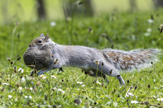 A mother squirrel scurries to a new nest, transporting her babies under her chin one by one in a park near Manchester, UK in the second decade of May 2024. (Photo by Mark Chrimes/Caters News Agency)