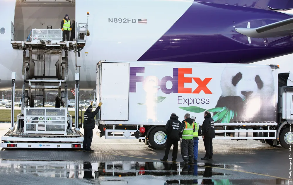 Chinese Pandas Tian Tian And Yang Guang Arrive In The UK