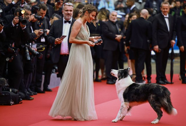 Messi, the dog from the film “Anatomie d'une chute” (Anatomy of a Fall), who is getting his own TV show at Cannes, interacts with Laura Martin Contini, dogtrainer for cinema, on the red carpet before guest arrivals for the opening ceremony at the 77th Cannes Film Festival in Cannes, France, May 14, 2024. (Photo by Yara Nardi/Reuters)
