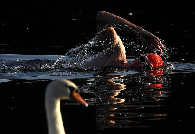 A swimmer passes a swan as he trains during the early morning in the Serpentine lake in London, Britain, August 23, 2019. (Photo by Toby Melville/Reuters)