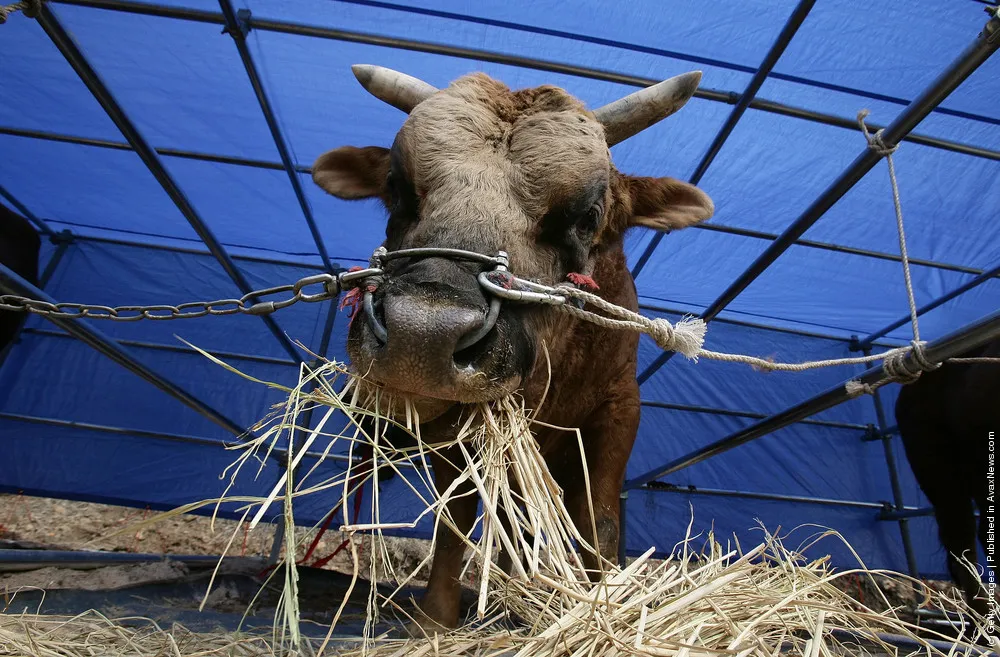 Cheongdo Bullfighting Festival