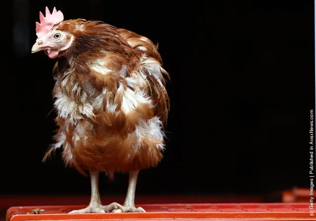 Britain's Last Battery Hen Is Released