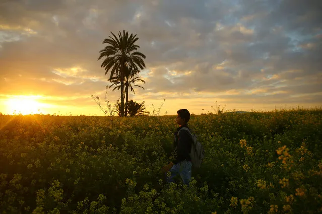 A general view taken in Beit Hanun on March 20, 2017 shows a young boy walking amidst wild mustard flowers which grow in fields across the Gaza Strip, as the official start of spring is marked by the Vernal Equinox. (Photo by Mohammed Abed/AFP Photo)