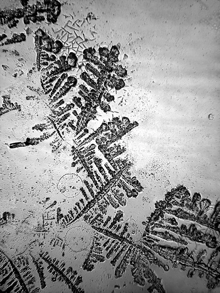 The Topography of Tears by Rose-Lynn Fisher