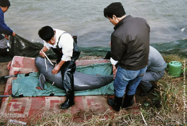 Workers inspect a Finless Porpoise at the Tongling Freshwater Dolphin Nature Reserve