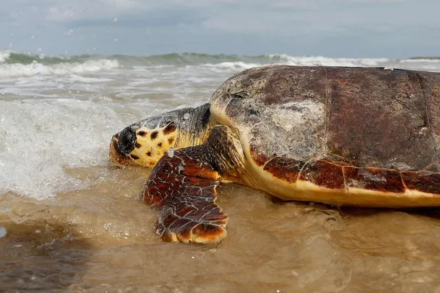 A sea turtle that was treated for injuries by Veterinarians from the National Sea Turtle Rescue Center, finds its way into the Mediterranean after being released, off the coast of Mikhmoret, near the Israeli coastal city of Netanya, on March 17, 2022. (Photo by Jack Guez/AFP Photo)