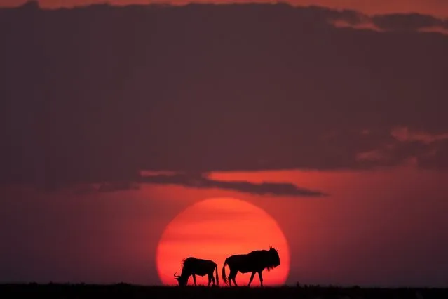 “African Fire”: Wildbeest at sunset. (Photo by Paul Goldstein/Rex Features)