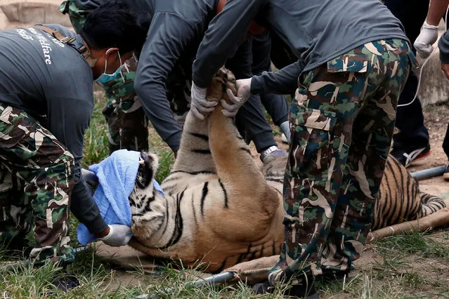 A sedated tiger is stretchered as officials start moving tigers from Thailand's controversial Tiger Temple, a popular tourist destination which has come under fire in recent years over the welfare of its big cats in Kanchanaburi province, west of Bangkok, Thailand, May 30, 2016. (Photo by Chaiwat Subprasom/Reuters)