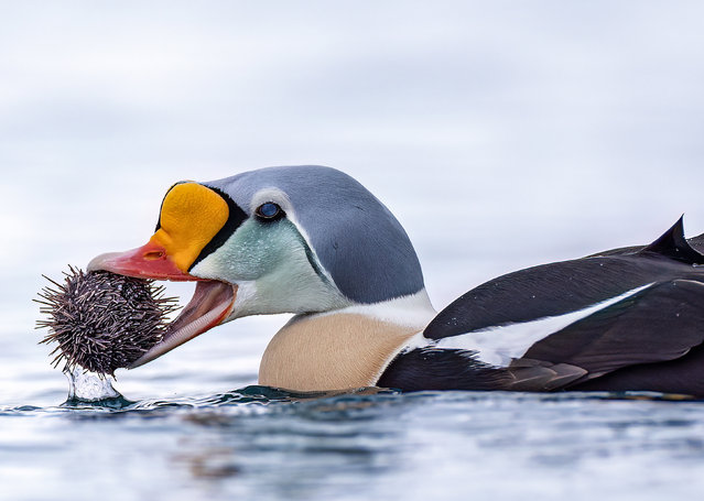 A king eider sea duck tackles a prickly dinner of sea urchin on a lake in Batsfjord, Norway in the last decade of August 2024. The drake’s breeding plumage consists of a distinctive powder-blue head and neck, orange frontal lobe and a red bill. (Photo by Mia Surakka/Solent News)