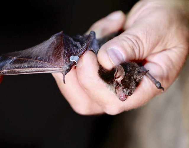 Bat expert Bernd Ohlendorf examines bats at the Hermannshöhle cave in Rubeland, Germany, Tuesday, August 27, 2024, where an inventory of several hundred bats were recorded. (Photo by Matthias Bein/dpa via AP Photo)