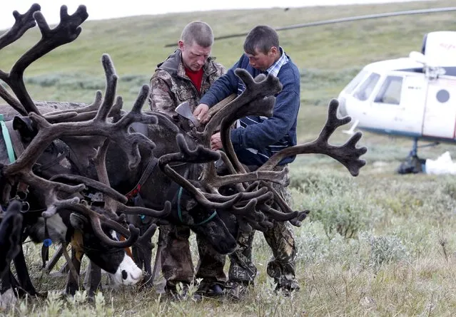 Herders work with reindeer at a camping ground, some 200 km (124 miles) northeast of Naryan-Mar, the administrative centre of Nenets Autonomous Area, far northern Russia, August 2, 2015. (Photo by Sergei Karpukhin/Reuters)