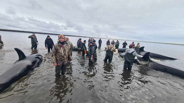 Rescuers and volunteers try to save killer whales stranded at the mouth of the Bolshaya Vorovskaya River at the coast of the Sea of Okhotsk, on the Kamchatka Peninsula, Russia on October 2, 2024. (Photo by Head of the Sobolevsky Municipal District of the Kamchatka Region Andrei Vorovskiy via VK/Handout via Reuters)