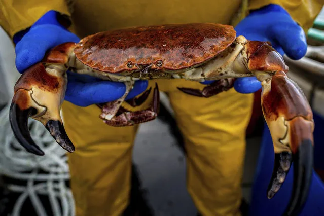 Fisherman Jack Bailey, 25, shows a brown “cock” crab he just caught, on his boat, White Waters, during a days fishing off the coast of Jersey, Wednesday, November 3, 2021. French trawler owners in Normandy have reacted with confusion and consternation after President Emmanuel Macron extended a Tuesday deadline for the British government to license more French fishing vessels, the subject of a post-Brexit spat between the two countries. (Photo by Ben Birchall/PA Wire via AP Photo)