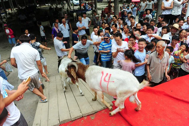 People move to avoid goats that get off a stage as they fight with each other during a local event in Linquan county, Anhui Province, China, July 9, 2016. (Photo by Reuters/Stringer)