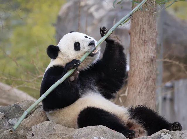 In this February 21, 2017, file photo, Bao Bao, the beloved 3-year-old panda at the National Zoo in Washington, enjoys a final morning in her bamboo-filled habitat before her one-way flight to China to join a panda breeding program. China is planning to create a preserve for the giant panda that will be three times the size of Yellowstone National Park in the western U.S. The Xinhua News Agency says the panda preserve will incorporate parts of three western provinces to provide an unbroken range for the endangered animals in which they can meet and mate in the interests of enriching their gene pool. (Photo by J. Scott Applewhite/AP Photo)