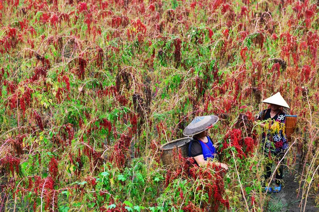 This photo taken on August 29, 2017 shows Chinese farmers harvesting red quinoa in Jianhe in China' s southwestern Guizhou province. (Photo by AFP Photo/Stringer)