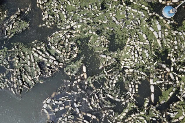 In this Monday, April 6, 2020, photo taken by drone, aquatic tubers known as lotus roots are seen in the field in the Huangpi district of Wuhan in central China's Hubei province. Chinese authorities are easing travel controls after declaring victory over the coronavirus, but flowers and some other crops that are deemed nonessential are withering while farmers wait for permission to move them to markets. Despite a campaign by the communist leadership to revive the economy, the bleak situation in Huangpi, highlights the damage to farmers struggling to keep afloat after the country shut down for two months. (Photo by Sam McNeil/AP Photo)