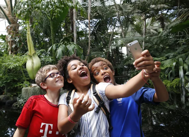 Adam Weissfeklner, 11, Anna Kabwa,12, and her brother Anselm Kabwa, 10, take a cell phone photograph in front of one of the largest flowers on earth, the Corpse flower, at left, which is about to bloom inside the Haupt Conservatory at the New York Botanical Garden, Thursday, July 28, 2016, in New York. The titan-arum, or Amorphophallus titanum, is a native of Sumatra, Indonesia. The garden says the last time one of these plants bloomed there was in 1939. When the flower opens, it releases an infamous odor during its brief 24'36-hour peak, like the smell of rotting flesh, which is the reason the plant is more popularly known as the corpse flower. (Photo by Kathy Willens/AP Photo)