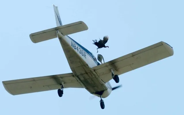 A wild turkey is released from a plane flying over Crooked Creek during the 72nd annual Turkey Trot in Yellville, Ark. on October 16, 2017. The Federal Aviation Administration says it will check to see whether any laws or regulations were broken when a low-flying pilot dropped live turkeys onto the festival over the weekend. The annual Yellville Turkey Trot in northern Arkansas has included a turkey drop for more than five decades , though sponsors in recent years have distanced themselves from the practice. (Photo by Andy Shupe/NWA Democrat-Gazette)