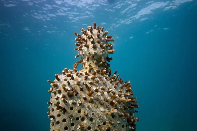 Monumental Underwater Museum MUSA; Jason deCaires Taylor; Silent Evolution