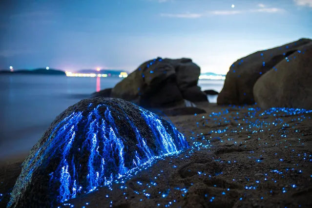 Bioluminescent sea fireflies glittering like diamonds on the rocks and sand. Okayama, Japan. July 2016. (Photo by Trevor Williams/Jonathan Galione/Getty Images)