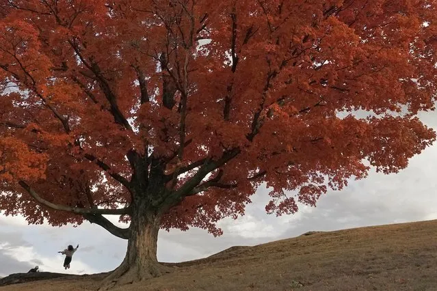 A woman jumps in the air as she poses in front of a maple tree in full fall color, Sunday, October 23, 2022, in Kansas City, Mo. (Photo by Charlie Riedel/AP Photo)