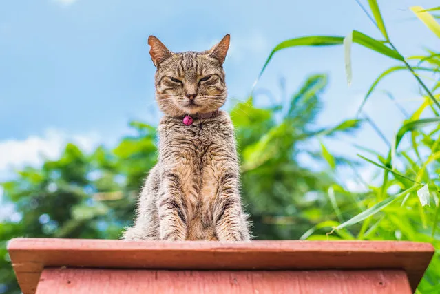 This cat looks down on Andres Marttila who takes its picture at the shade at the Lanai Cat Sanctuary in Hawaii. (Photo by Andrew Marttila/Caters News Agency)