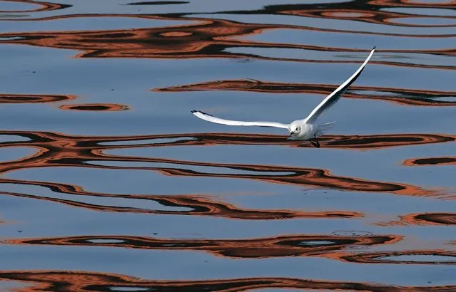 A river gull flies over reflections of a bridge on the Sava River in Belgrade, Serbia, Monday, October 31, 2022. (Photo by Darko Vojinovic/AP Photo)