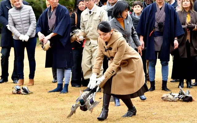 Princess Mako of Akishino releases a duck as foreign deplomats are invited at the Shinhama Kamoba (Imperial Wild Duck Preserves) on December 1, 2017 in Ichikawa, Chiba, Japan. (Photo by The Asahi Shimbun via Getty Images)