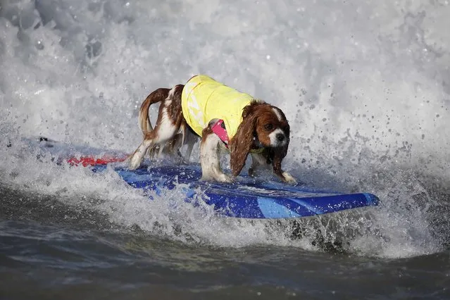 A dog surfs during the Surf City Surf Dog Contest in Huntington Beach, California September 27, 2015. (Photo by Lucy Nicholson/Reuters)