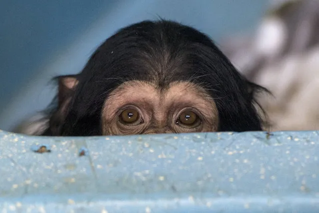One of the two chimpanzee babies seized from a smuggler looks on as they both have been handed over by customs officials to the Novosibirsk Zoo on February 2, 2017. (Photo by Kirill Kukhmar/TASS via Getty Images)