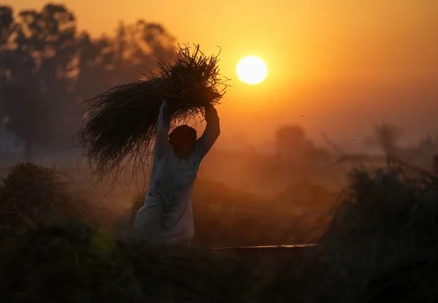 An Indian farmer thrashes wheat crop after harvest early morning near the India-Pakistan border area of Ranbir Singh Pura, about 35 kilometers (22 miles) south of Jammu, India, Monday, December 5, 2022. (Photo by Channi Anand/AP Photo)