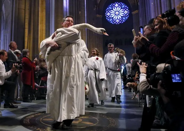 A swan is carried down the nave of the cathedral during the Procession of the Animals at the 31st annual Feast of Saint Francis and Blessing of the Animals at The Cathedral of St. John the Divine in the Manhattan borough of New York on October 4, 2015. (Photo by Elizabeth Shafiroff/Reuters)